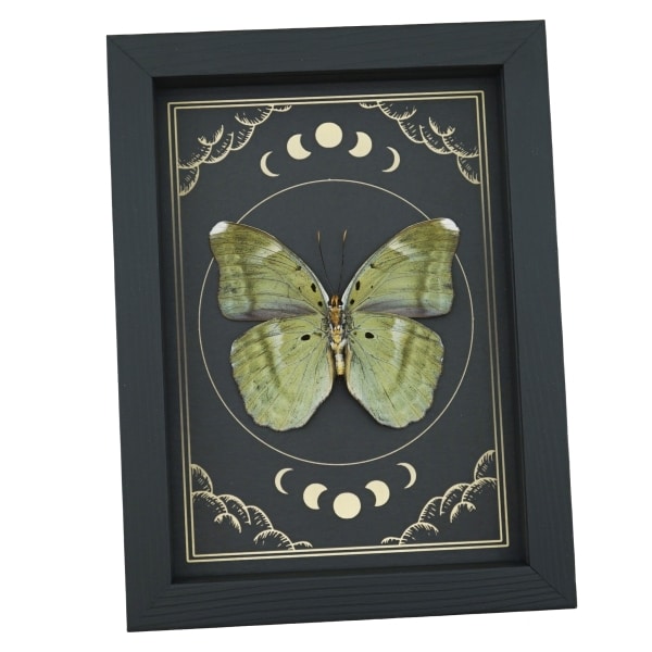 Green Forester African Butterfly Euphaedra spatiosa female Moon Phases Framed Display