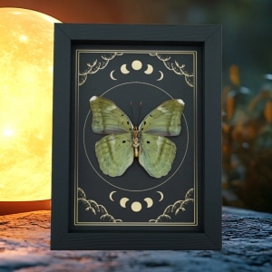 Green Forester African Butterfly Euphaedra spatiosa female Moon Phases Framed Display
