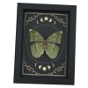 Green Forester African Butterfly Euphaedra spatiosa female Moon Phases Framed Display