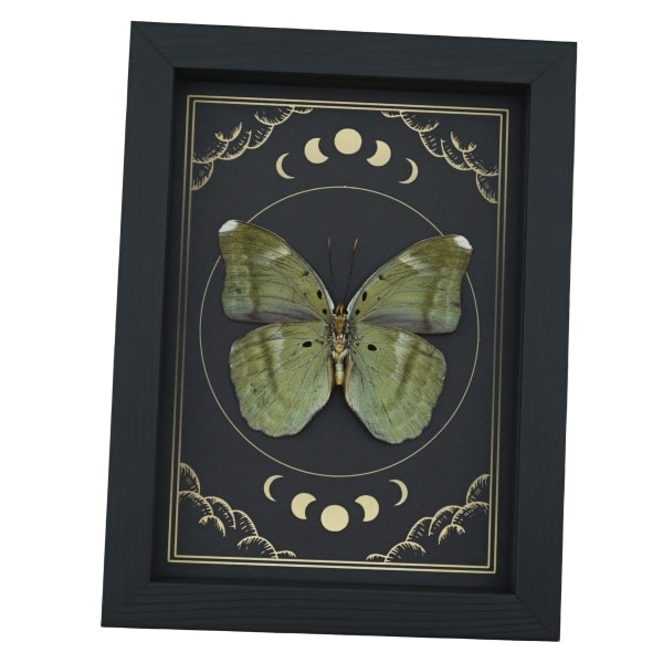 Green Forester African Butterfly Euphaedra spatiosa female Moon Phases Framed Display