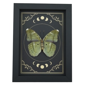 Green Forester African Butterfly Euphaedra spatiosa female Moon Phases Framed Display