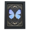 Mother Of Pearl Butterfly Morpho sulkowski Moon Phases Framed Taxidermy Display
