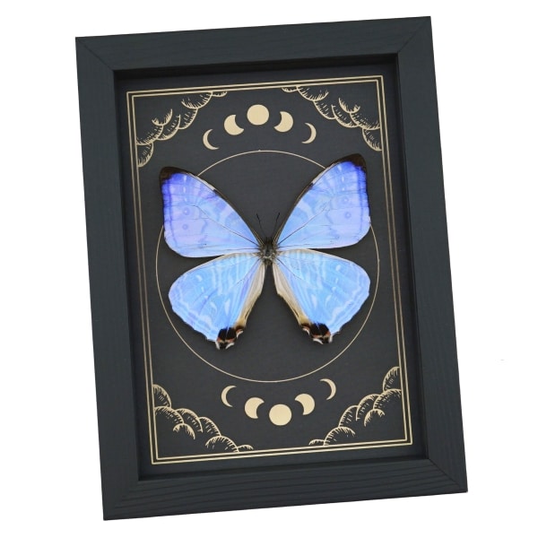 Mother Of Pearl Butterfly Morpho sulkowski Moon Phases Framed Taxidermy Display