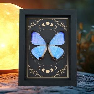 Mother Of Pearl Butterfly Morpho sulkowski Moon Phases Framed Taxidermy Display
