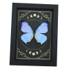 Mother Of Pearl Butterfly Morpho sulkowski Moon Phases Framed Taxidermy Display