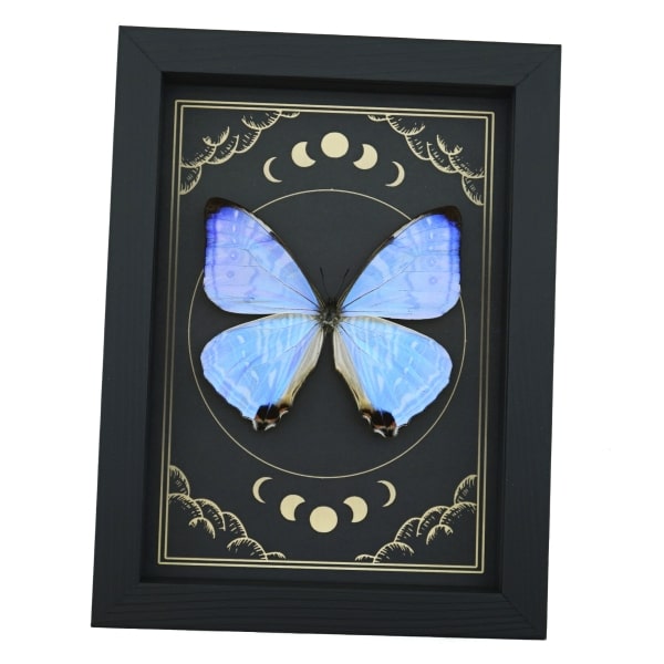 Mother Of Pearl Butterfly Morpho sulkowski Moon Phases Framed Taxidermy Display
