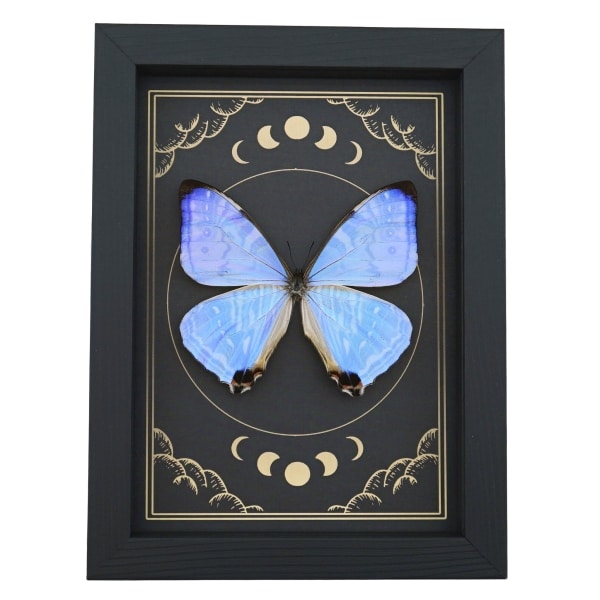 Mother Of Pearl Butterfly Morpho sulkowski Moon Phases Framed Taxidermy Display