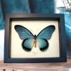 Framed Blue African Butterfly Papilio zalmoxis Taxidermy Display