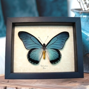 Framed Blue African Butterfly Papilio zalmoxis Taxidermy Display
