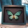 Framed Blue African Butterfly Papilio zalmoxis Taxidermy Moonlight Display