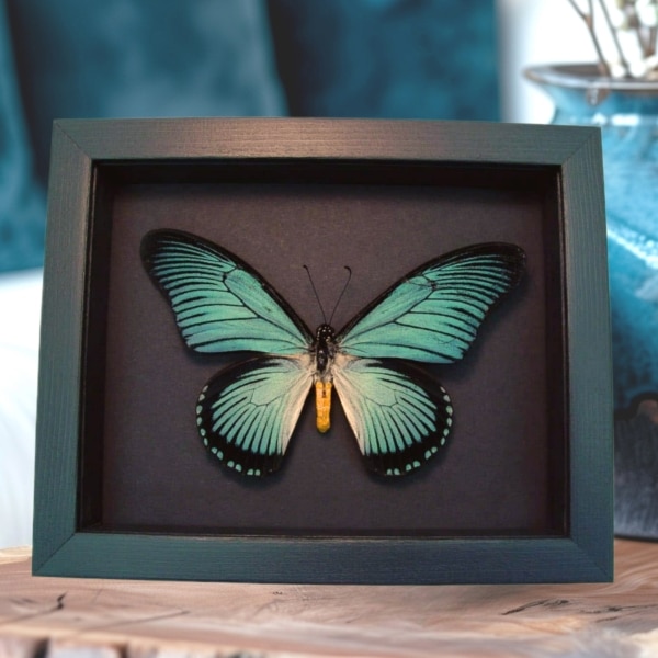 Framed Blue African Butterfly Papilio zalmoxis Taxidermy Moonlight Display