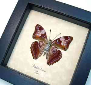 Gaudy Sister Butterfly Adelpha boreas verso Framed Taxidermy Display