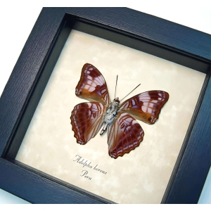 Gaudy Sister Butterfly Adelpha boreas verso Framed Taxidermy Display