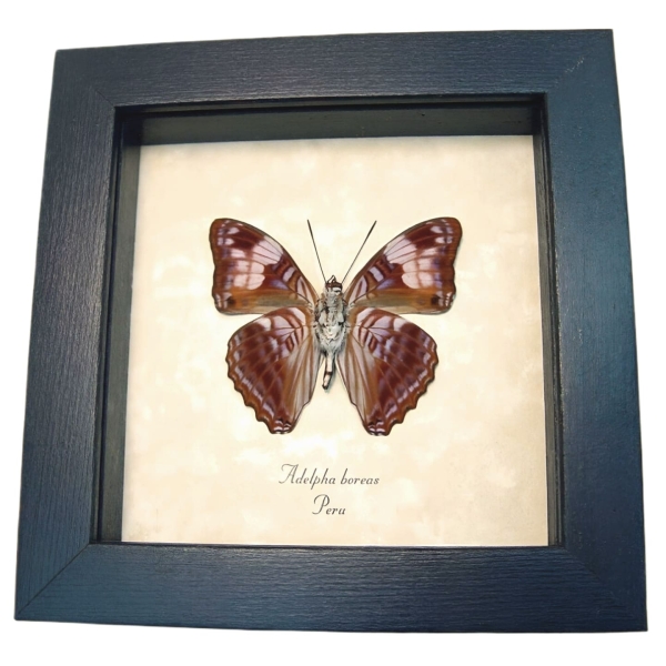 Gaudy Sister Butterfly Adelpha boreas verso Framed Taxidermy Display