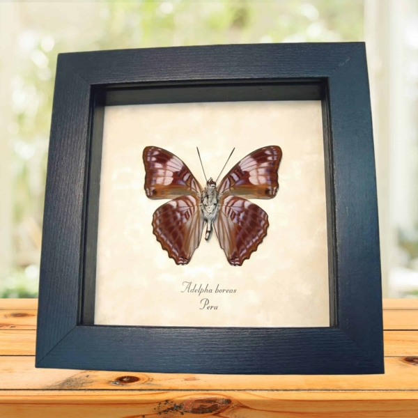 Gaudy Sister Butterfly Adelpha boreas verso Framed Taxidermy Display