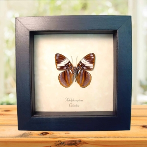 White Barred Sister Butterfly Adelpha epione verso Framed Taxidermy Display