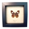 White Barred Sister Butterfly Adelpha epione verso Framed Taxidermy Display