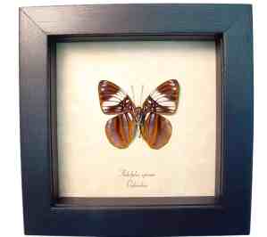 White Barred Sister Butterfly Adelpha epione verso Framed Taxidermy Display