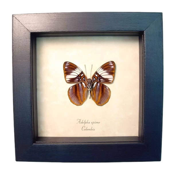 White Barred Sister Butterfly Adelpha epione verso Framed Taxidermy Display