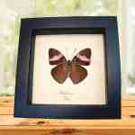 Pink Banded Sister Butterfly Adelpha lara Verso Framed Taxidermy Display