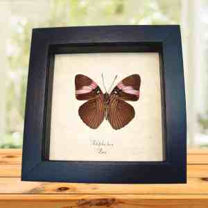 Pink Banded Sister Butterfly Adelpha lara Verso Framed Taxidermy Display