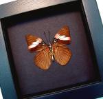 Pink Banded Sister Butterfly Adelpha lara Verso Framed Taxidermy Moonlight Display