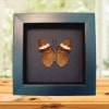 Pink Banded Sister Butterfly Adelpha lara Verso Framed Taxidermy Moonlight Display