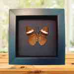 Pink Banded Sister Butterfly Adelpha lara Verso Framed Taxidermy Moonlight Display