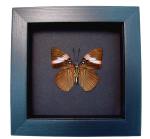 Pink Banded Sister Butterfly Adelpha lara Verso Framed Taxidermy Moonlight Display