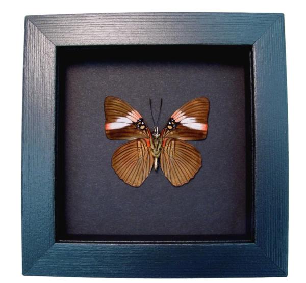 Pink Banded Sister Butterfly Adelpha lara Verso Framed Taxidermy Moonlight Display