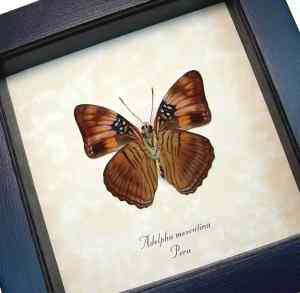 Adelpha mesentina verso Butterfly Mesentina Sister Framed Taxidermy Display