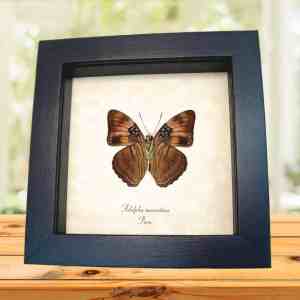 Adelpha mesentina verso Butterfly Mesentina Sister Framed Taxidermy Display