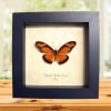 Gulf Fritillary Passion Butterfly Agraulis Vanillae Lucina Framed Display