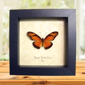 Gulf Fritillary Passion Butterfly Agraulis Vanillae Lucina Framed Display
