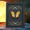 Creamy Glider African Butterfly Cymothoe beckeri Male Moon Phases Framed Taxidermy Display