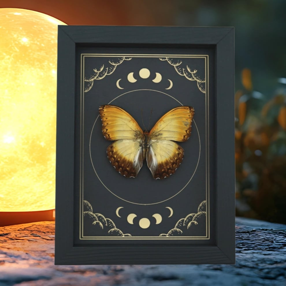 Creamy Glider African Butterfly Cymothoe beckeri Male Moon Phases Framed Taxidermy Display