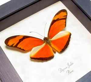 Real Framed Orange Longwing Butterfly Dryas Julia Xl Taxidermy Display