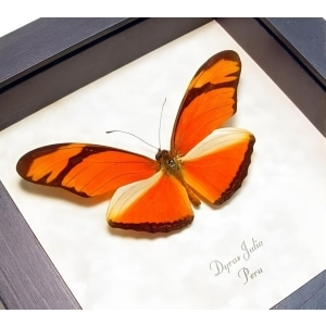 Real Framed Orange Longwing Butterfly Dryas Julia Xl Taxidermy Display