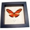 Real Framed Orange Longwing Butterfly Dryas Julia Xl Taxidermy Display