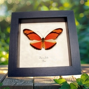 Real Framed Orange Longwing Butterfly Dryas Julia Xl Taxidermy Display