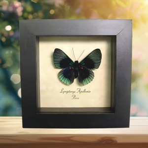 Green Metalmark Butterfly Lyropteryx apollonia Framed Taxidermy Display