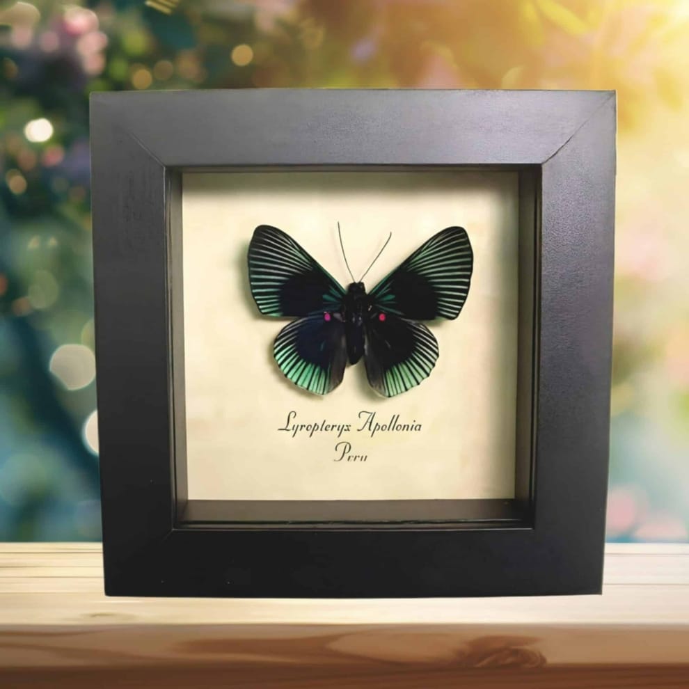 Green Metalmark Butterfly Lyropteryx apollonia Framed Taxidermy Display Green Metalmark Butterfly Lyropteryx apollonia Framed Taxidermy Display