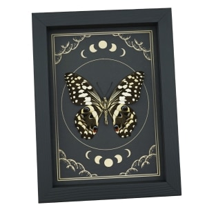 Citrus Swallowtail Butterfly Papilio demodocus Moon Phases Framed Taxidermy Display
