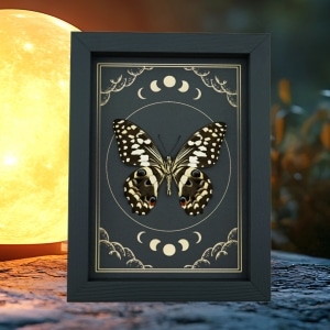 Citrus Swallowtail Butterfly Papilio demodocus Moon Phases Framed Taxidermy Display