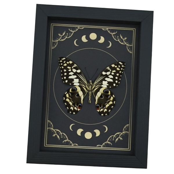Citrus Swallowtail Butterfly Papilio demodocus Moon Phases Framed Taxidermy Display