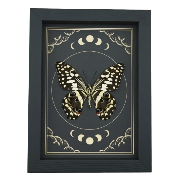 Citrus Swallowtail Butterfly Papilio demodocus Moon Phases Framed Taxidermy Display