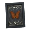 Malay Cruiser Butterfly Vindula dejone Moon Phases Framed Taxidermy Display