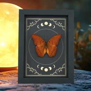 Malay Cruiser Butterfly Vindula dejone Moon Phases Framed Taxidermy Display