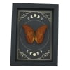 Malay Cruiser Butterfly Vindula dejone Moon Phases Framed Taxidermy Display