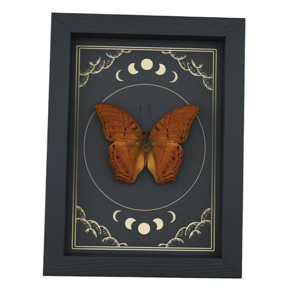 Malay Cruiser Butterfly Vindula dejone Moon Phases Framed Taxidermy Display